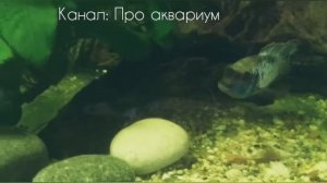 Наннакара неоновая, Нерест и как вырастить мальков Часть 1