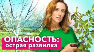 ОБЯЗАТЕЛЬНО ОБРЕЖЬТЕ ТАКИЕ ВЕТКИ У ДЕРЕВЬЕВ, они приводят к разломам и раку!