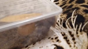 МОЖНО ЛИ ХОМЯКА СОДЕРЖАТЬ С КРЫСОЙ