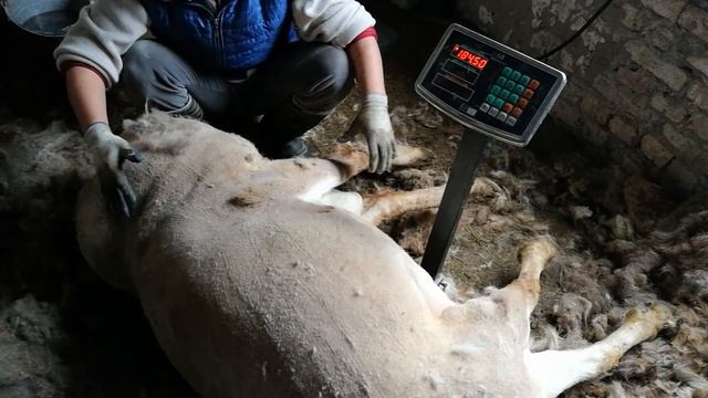 Самый большой Гисарский баран смотреть онлайн