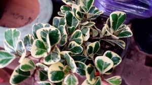 FICUS TRIANGULARIS VARIEGATA: cuidados básicos | ¡Una FANTÁSTICA PLANTA sólo para COLECCIONISTAS!