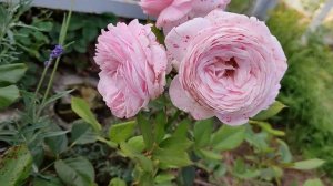 С какими цветами посадить розы. Компаньоны для роз