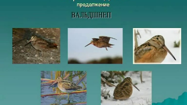 Охотничьи птицы