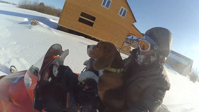 Уши по ветру смотреть онлайн