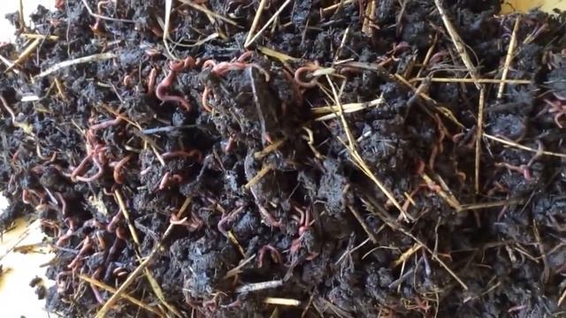 ЭТО ДОЛЖЕН ЗНАТЬ КАЖДЫЙ! Бизнес идея о которой мало кто знает. Абсолютно без вложений! БУДЬ ПЕРВЫМ! смотреть онлайн