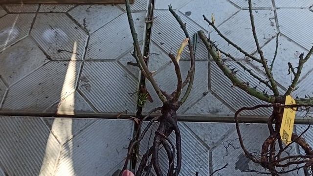 Предварительные итоги зимовки роз. Посадка новых саженцев в грунт! смотреть онлайн