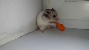 МОЖНО ли СВОДИТЬ Джунгарского и Сирийского ХОМЯКА?