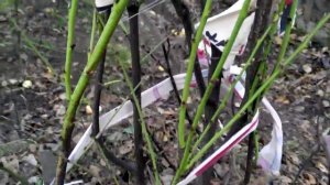 Персик укрытие на зиму спонбондом(агроволокном).