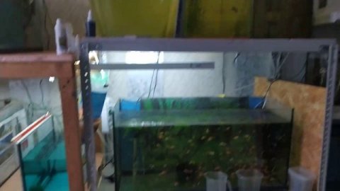 Избавился от некоторых рыбок. Заработок. Новости с рыборазводни.