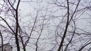 Осенняя обрезка вишни.