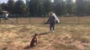 Дрессировка Шарпея. (Посвящается нашему другу Моне)