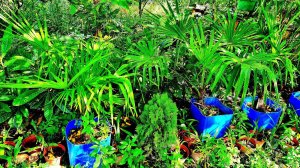 ПАЛЬМЫ ДЛЯ ПОСАДКИ В ГЕЛЕНДЖИКЕ НАЙДЕНЫ И КУПЛЕНЫ, СКОРО ПОСАДКА. СПАСИБО ВСЕМ