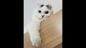 Кинкалоу: характер и содержание кошки