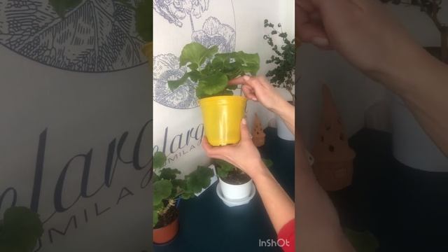 #72. Пеларгония Jägershus Falej. 25 февраля 2023 смотреть онлайн