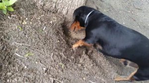 Пёс ищет закладку