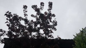 САКУРА,ЯБЛОНЯ,ТЮЛЬПАНЫ,ВЕЧНОЗЕЛЁНЫЕ КУСТАРНИКИ,ЦЕРЦИС,БИРЮЧИНА!12 АПРЕЛЯ 2023 Г.?????☘??БАРБАРИС ??