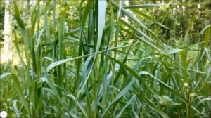 Жук фрачник в парке