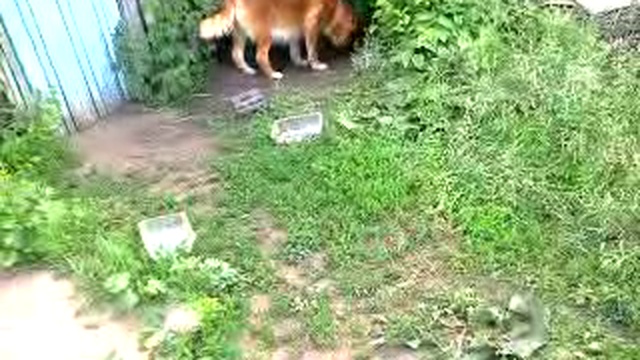 Собака под деревом  смотреть онлайн