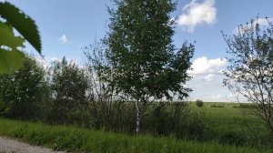 Пение соловья и других птиц в лесу