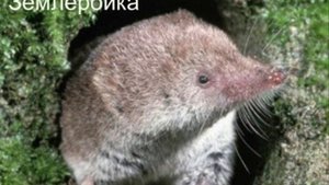 Широколиственные леса