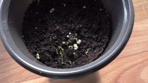 Посев гипсофилы на рассаду, первые всходы.