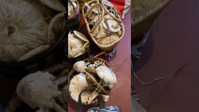 Грибы зонтики смотреть онлайн