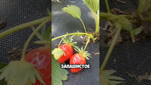 Экологичное средство от муравьёв #сад #огород #лайфхаки