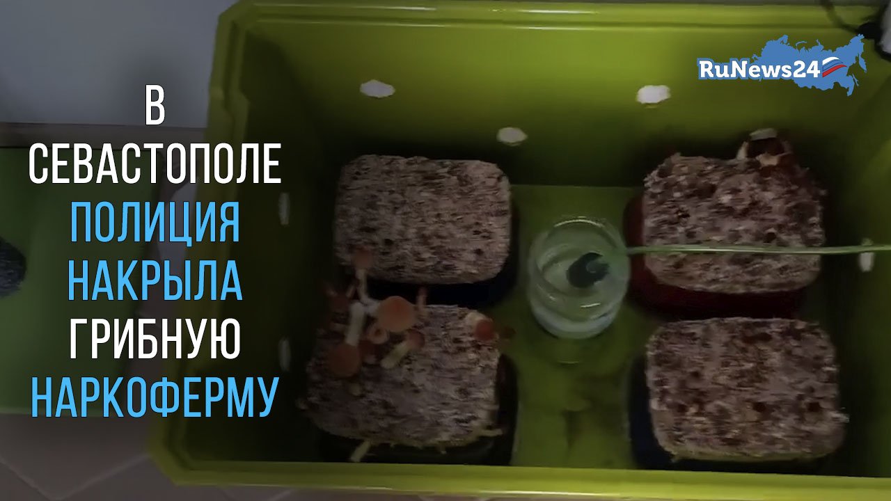В Севастополе полиция накрыла грибную наркоферму на кухне местного жителя