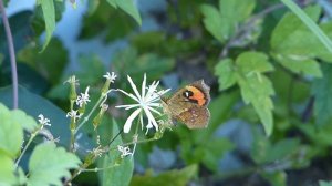 Pterodecta Moth on Clematis イカリモンガ（蛾）がボタンヅルに訪花吸蜜