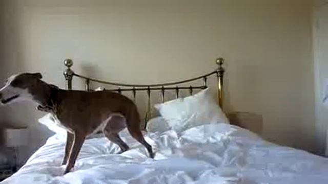 собаку прёт