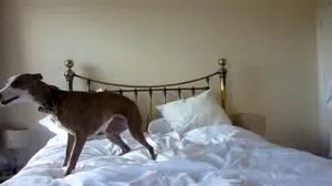 собаку прёт