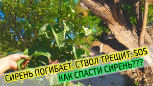 Сирень погибает. НУЖНА ПОМОЩЬ! Как обрезать сирень? Ствол сирени трещит и разваливается!