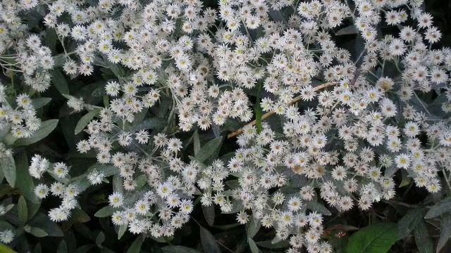 «Анафалис» РЕЛАКС АРТ-ТЕРАПИЯ Slow Waltz improvisation piano Victor Mikhailovich Anokhin смотреть онлайн