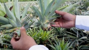 Cultivo de Piña