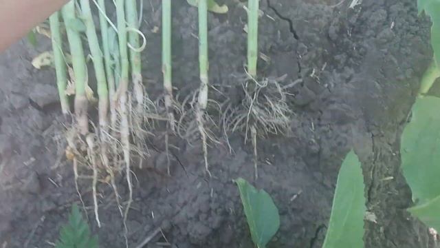 Комплексное хелатное микроудобрение с стимулятором роста на Подсолнечник Реаком Микромакс Плюс. смотреть онлайн