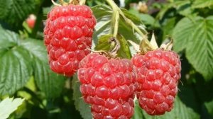 Правильный уход за малиной после сбора урожая