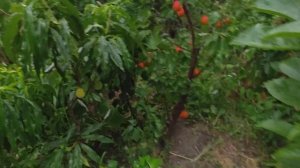 Коммерческие сорта абрикоса Перла (apricot Perla)  и Робада (apricot Robada). Видеообзор