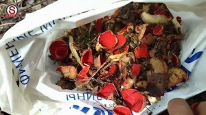 Саркосцифа первый весенний гриб. Алая чаша