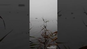 Охота на утку