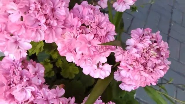 ФУТАЖ ГЕРАНЬ , КОМНАТНЫЕ ЦВЕТЫ , ГЕРАНЬ, ГЕРАНЬ ЦВЕТЕТ,  Футажи для видеомонтажа  бесплатно. смотреть онлайн