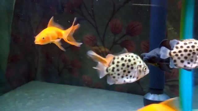 Beautiful Scatophagus Argus with Goldfishes | Aqualives смотреть онлайн
