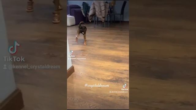 Пти брабансон в обуви. Первые шаги