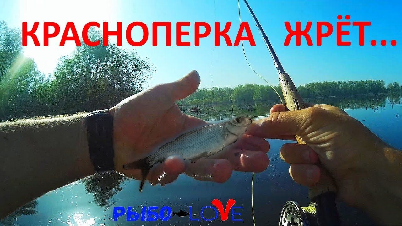 Ловля красноперки весной на мушку