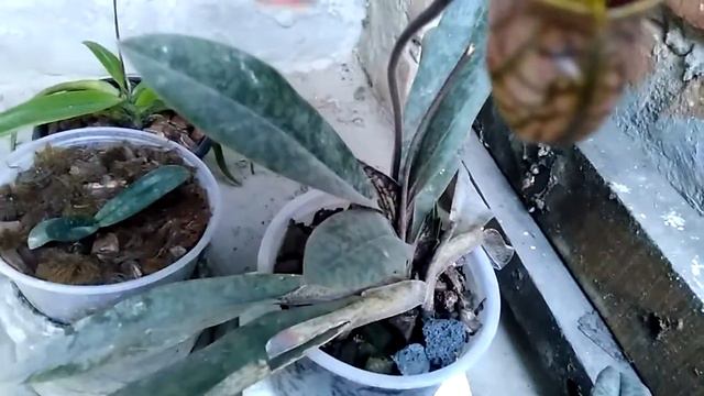 Paph venustum смотреть онлайн