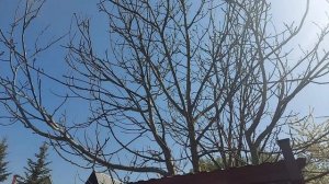 Грецкий орех  в средней полосе... Подмоскове.