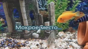 Мокрое место....mp4