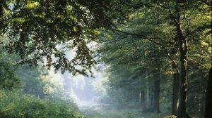 Красивая природа под музыку Ф.Шопена Вальс дождя