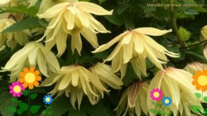 Клематис гибридный Голден Дрим. Краткий обзор, описание характеристик clematis Golden Dream