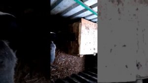 нутрия зимой в вольерного содержания