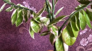 Как размножить Педилантус? Уход. Польза и вред педилантуса